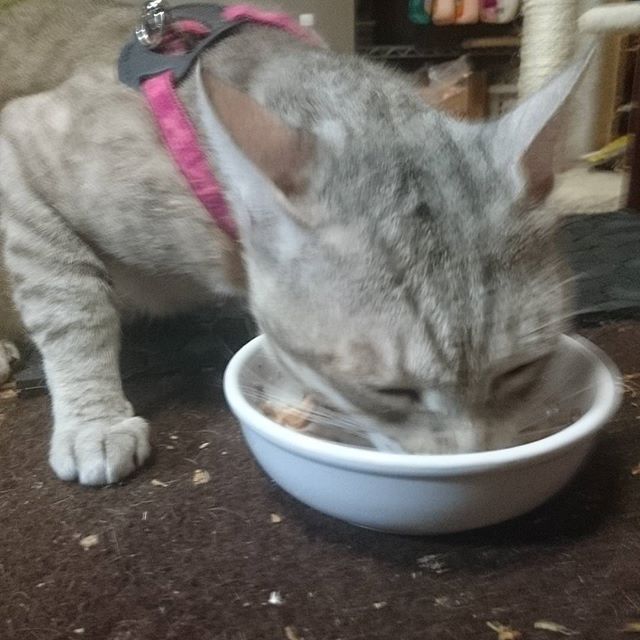 おかえり #ねこ部 #ネコ #cat - from Instagram