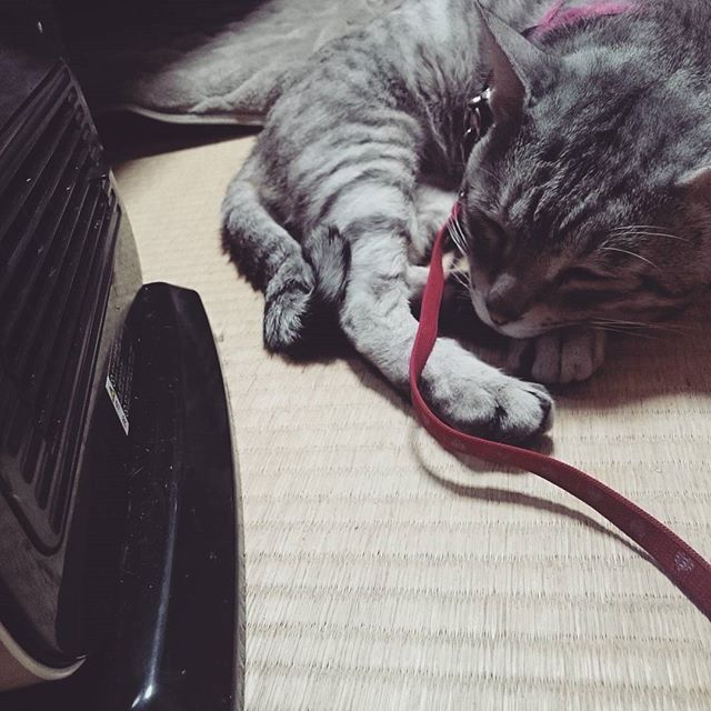ヒーター前、占拠中 #ねこ部 #ねこ #cat - from Instagram