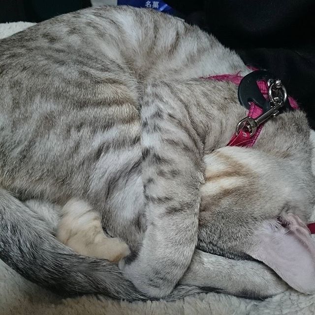 よく寝るコ #ねこ部 #ネコ #cat - from Instagram