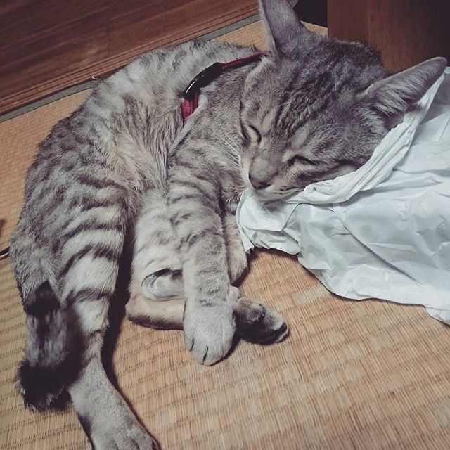 枕じゃないって #ねこ部 #ねこ #きじ猫 #ペコねこ部 #cat #catstagram - from Instagram