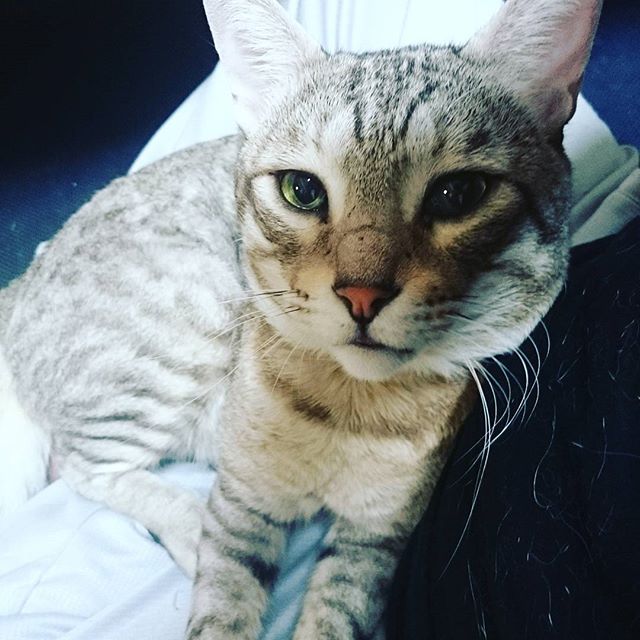 膝の上が大好き#ねこ部 #きじ猫 #ねこ #catstagram #cat - from Instagram