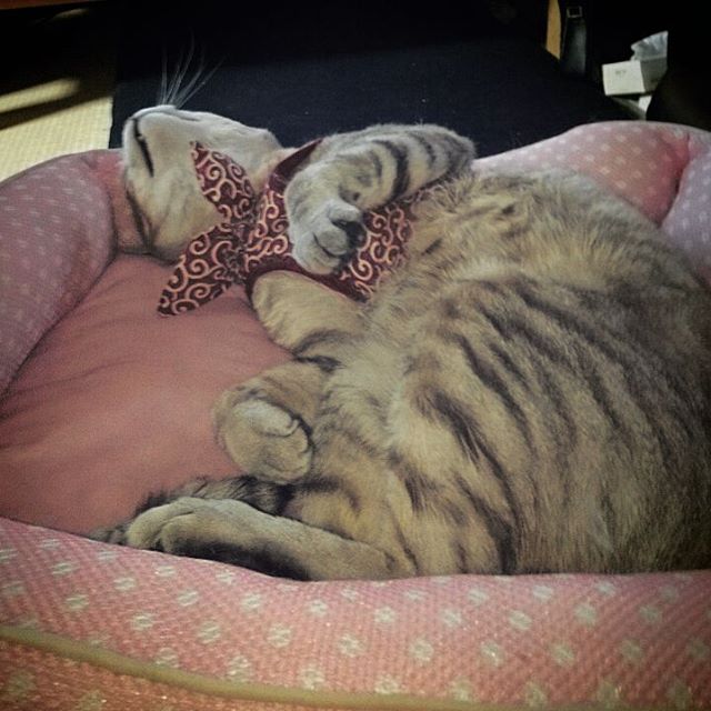 だらしないヤツ #ねこ部 #きじねこ #cat #catstagram - from Instagram