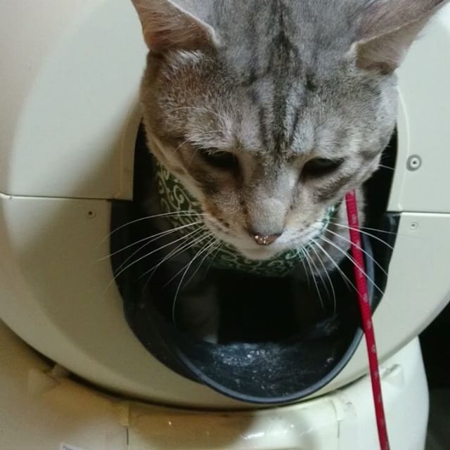 トイレ盗撮  #ねこ部 #ねこ #cat #catstagram - from Instagram